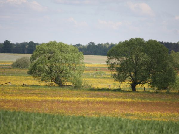 zdjecie Tyniewicze Duże