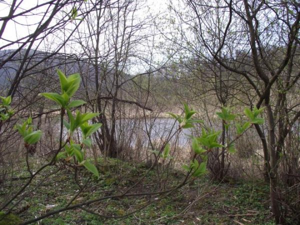 życie rozkwita i nurt rzeki San "nabiera mocy i rumieńców" - tu koryto rzeki przed hydroelektrownią.