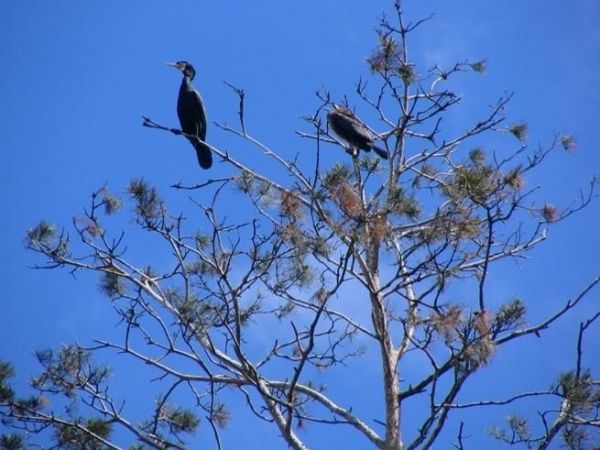 Rezerwat kormoranów i czapli siwej