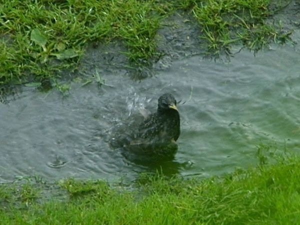starsza fotka  szpak w kałuży