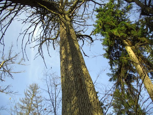 zdjecie Białowieża