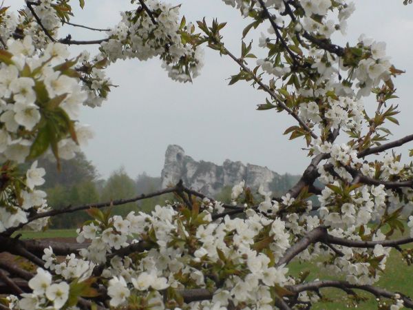 Okiennik wiosną- Skarżyce :)