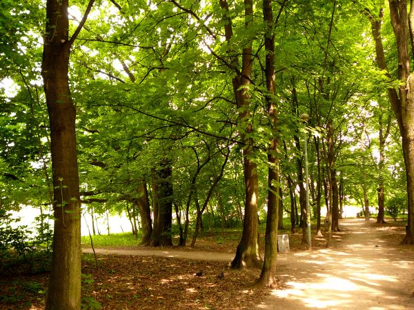 NATOLIN, LASEK BRZOZOWY LATEM