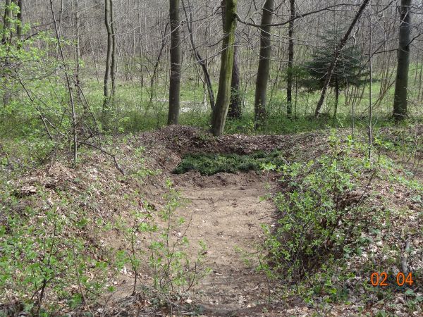 ogrodzony rewir Leśnictwa Kostryń - tam "monitorowane" szkółki i plantacje.