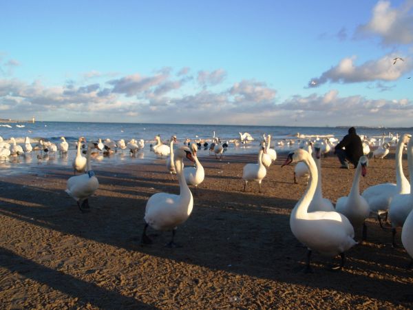 Łabędzie na plaży