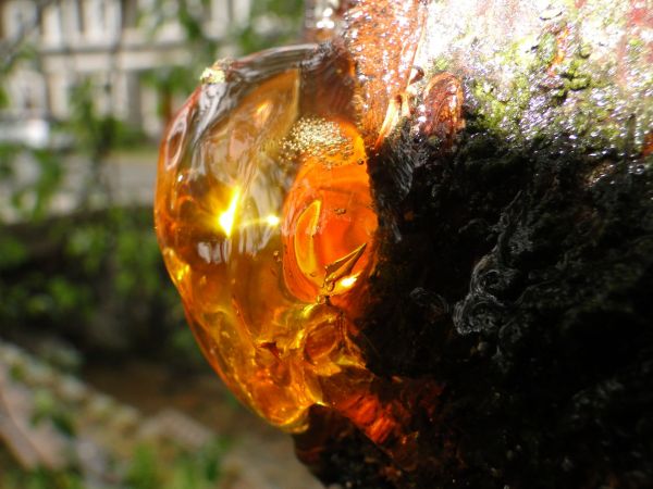 Skrzynkowski bursztyn.