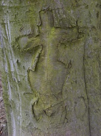 głownie na drzewie buk można znaleźć   różne wycięte  symbole lub inicjały nawet daty