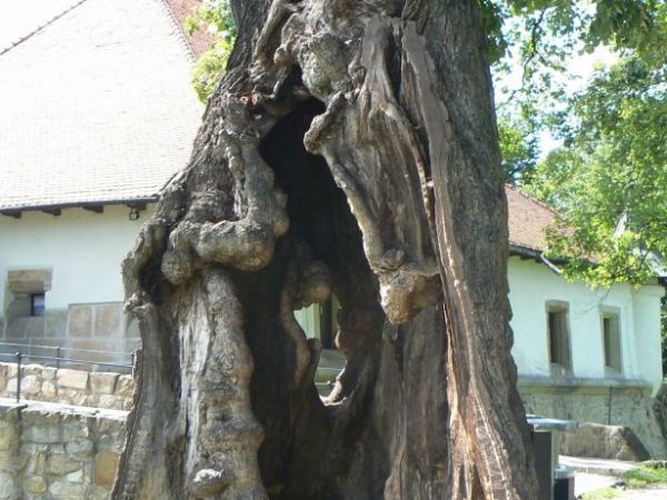 POMNIK PRZYRODY -ZAMEK W WISNICZU