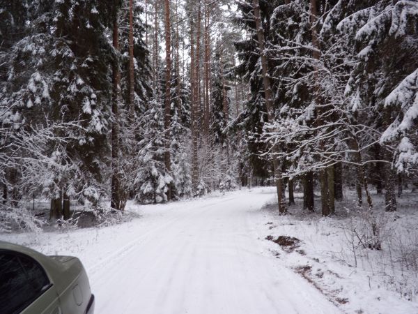 Puszcza Augustowska zimą
Droga do Sejn/Krysia