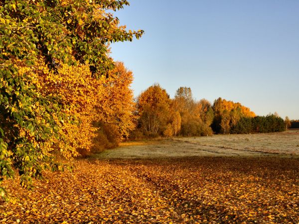zdjecie Tyniewicze Duże