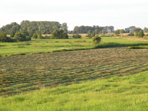 łąki w Droblinie