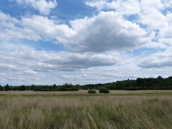 zdjecie Białowieża