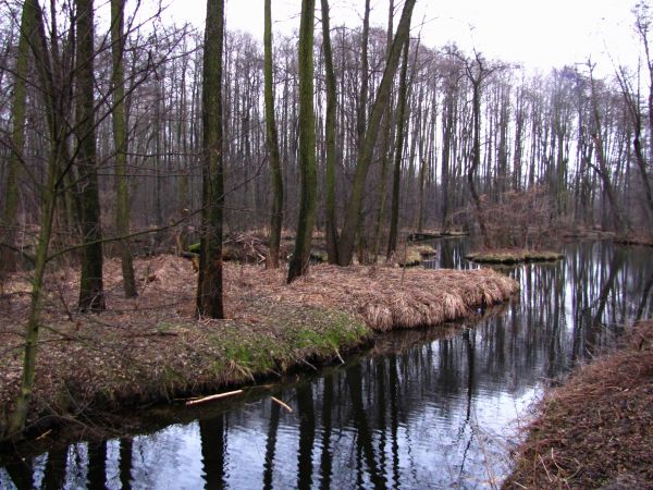 Został utworzony, by chronić ptaki wodne. Na jego terenie znajduje się las olchowy stanowiący ich ostoję.