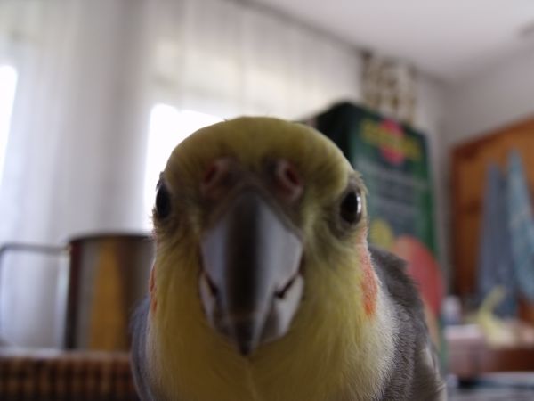 Ptaki w Kwiatonioweie