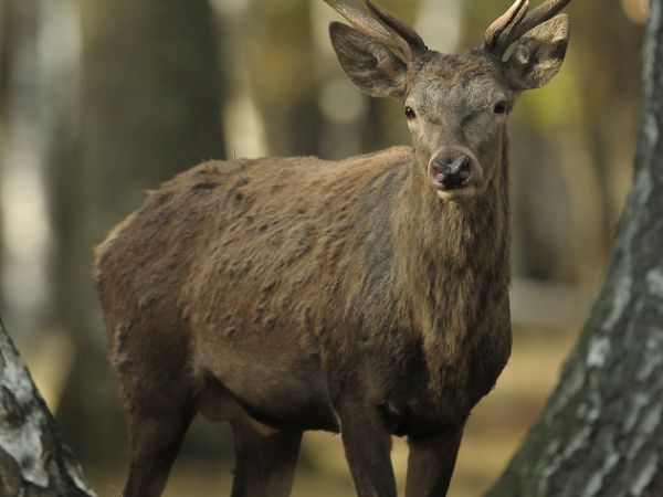 Starosadecki krol
jordash@interia.pl