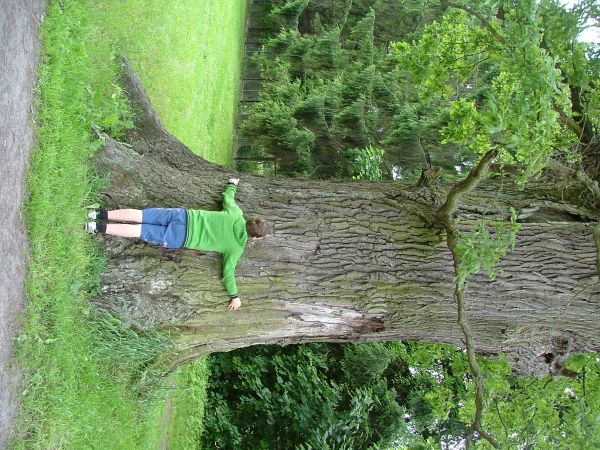 Dąb. Jeden z wielu pomników przyrody jakie widziałem w Drogoszach. Trzyma się nieźle. Może ktoś z mieszkańców zmierzy go w obwodzie,na wysokości 130 cm. i wpisz
