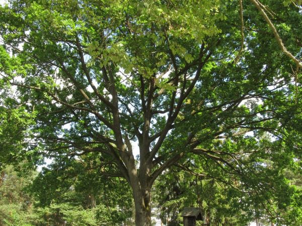 Cmentarz parafialny w Hucie Kalnej