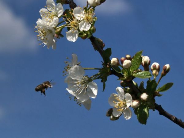 zdjecie Leśniakowizna
