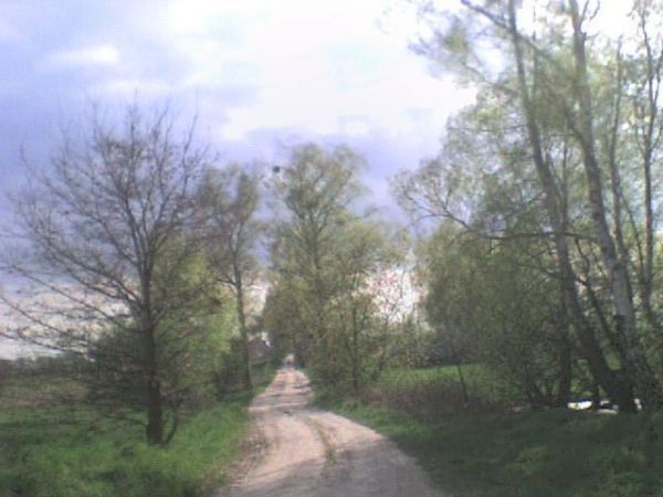 Krajobraz  - piekne drzewa..