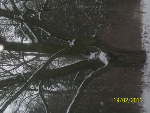 zdjecie Dziektarzewo