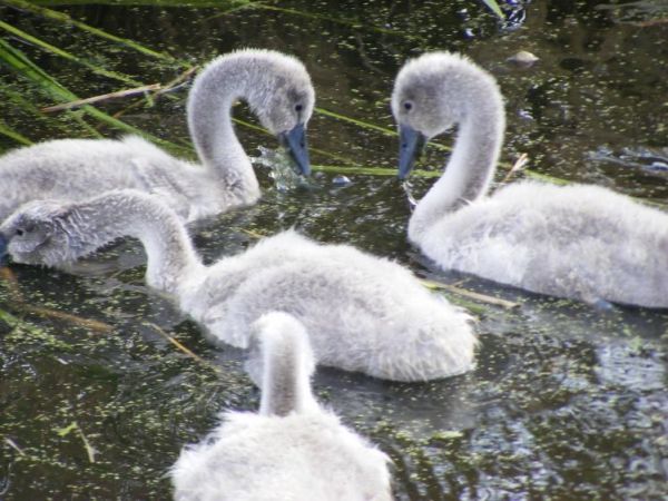 MŁODE ŁABĘDZIE