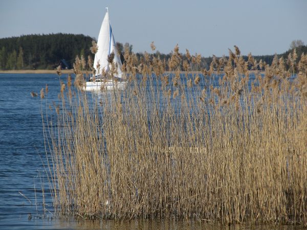 Trzcina nad brzegiem jeziora Wdzydze