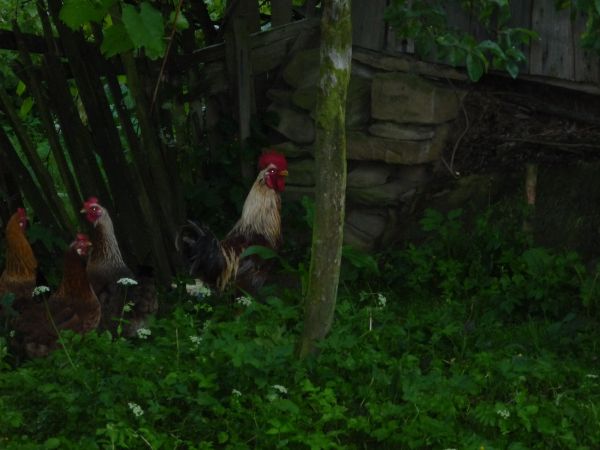 Super nioski pod opieką dżentelmena z Krzemiennej