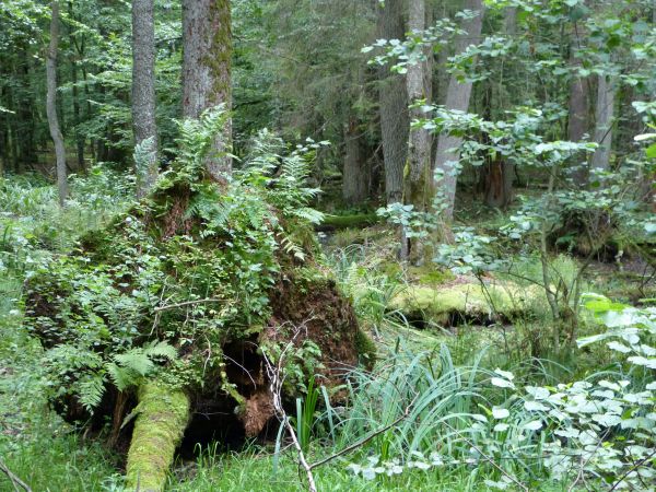 zdjecie Białowieża