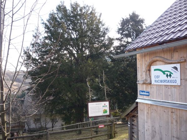 Cisy Raciborskiego na os.Chodników