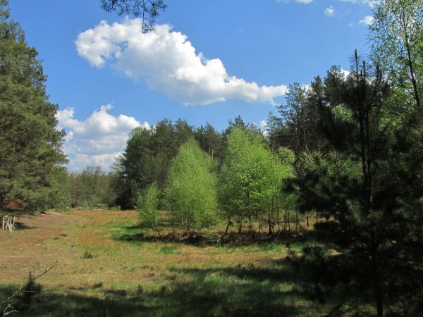Teren położony niedaleko kanału rzeki Wdy, w lesie po drugiej stronie drogi gminnej