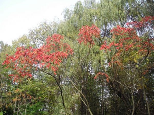 Goczałkowice Zdrój. Park Zdrojowy.