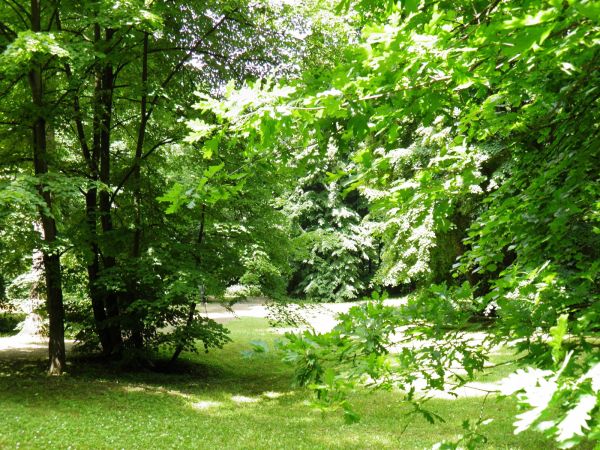 Park wokół Pałacu - fragment