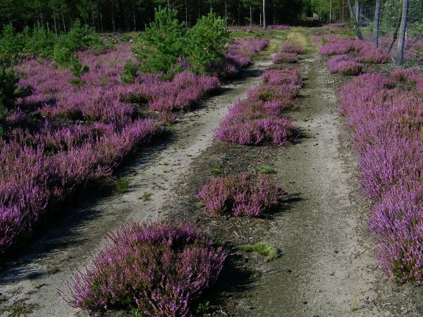 gdzieś w puszczy Zgorzelecko  Osiecznickiej