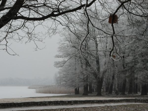 Wolsztyn, Park nad jeziorem Wolsztyńskim. Zima 2010/2011