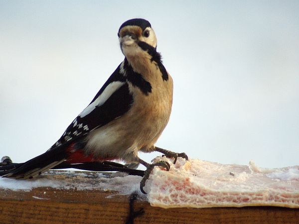 Nasze ptaszki Dzięcioł