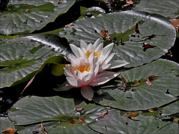 Pałac Turnauów w Urzejowicach z 1887 roku w trakcie odbudowy  i park krajobrazowy .