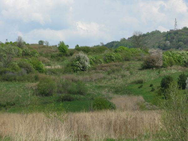 tereny Poddziału, krańcowych pasm górskich Beskidu Niskiego, zalesione wzgórze a na jego ściętym stożku i wykarczowanym - przekaźnik telefonii komórkowej.