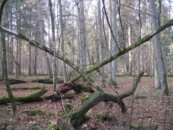 zdjecie Białowieża