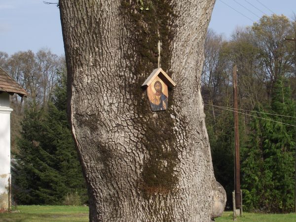 ileż on ma lat, ileż on by opowiedział - o czasach minionych, gdy w jego cieniu gwarno było i radośnie, dzieci dorastały i w świat uciekały ale go odwiedzały i