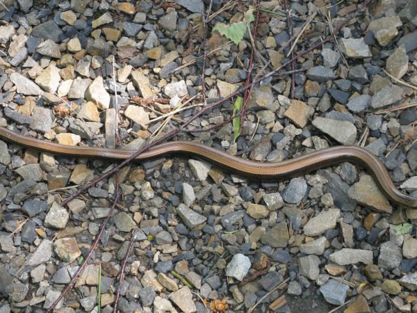zaskrońce, padalce , żmije, węże Eskulapa, traszki i jaszczurki - sporo "tego", trzeba ostrożność zachować, w miejscach przydatnych do odpoczynku, na klocach, s