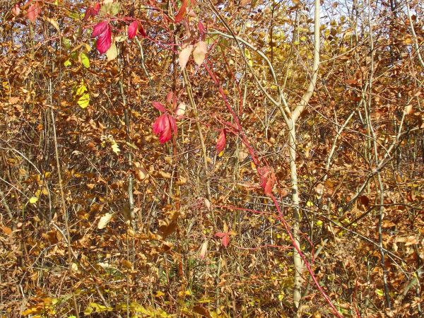 trzmielina pospolita z rodziny dławiszowatych - jaskrawe owocostany, po lewej leśnego duktu przez Las Gonszczawa.
