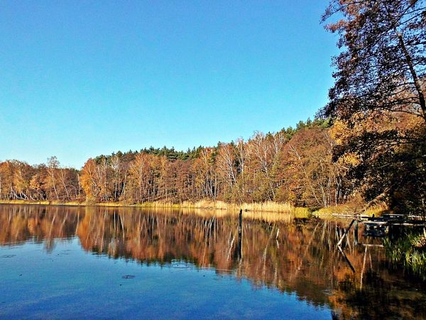 Jezioro w Dzikowie k/Torunia- listopad 2018 .  Jezioro ma 7 ha powierzchni i jest otoczone lasem.  Głębokość maksymalna wynosi 18 m, a średnia około 2 m.