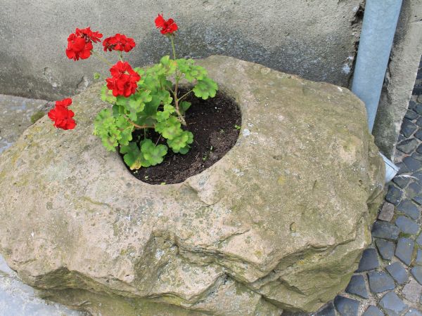 Łopienno,głaz przy wejściu bocznym do kościoła.