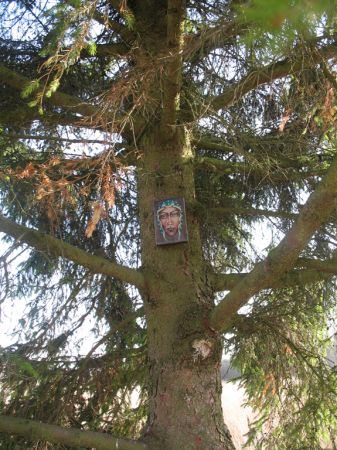 zdjecie Białowieża