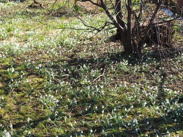 w linii brzegowej potoku Mętny - kobierce kwiecia geofitów, n/z śnieżyczka przebiśnieg, leszczyna zaczyna kwitnąć, widzimy często sikory, raniuszki, grubodzioby