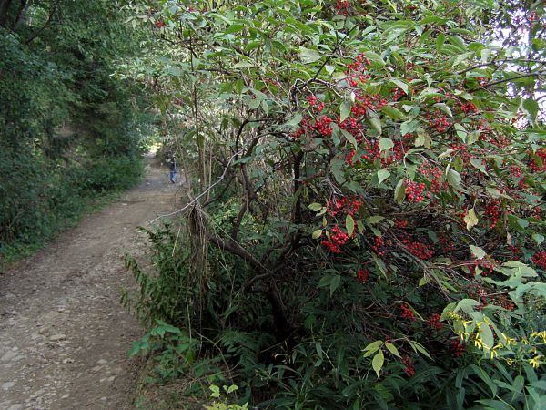 Gliczarów Dolny - trasa spacerowa II