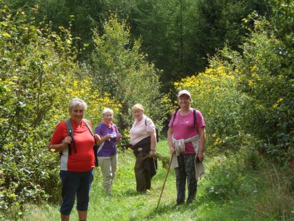 wędrujemy drogą polną a później przez zakrzaczenia i las - tu rudbekia  naga, pięknie prezentujące się żółte kępy, zwana też poprawnie : roztocznica naga - kosz