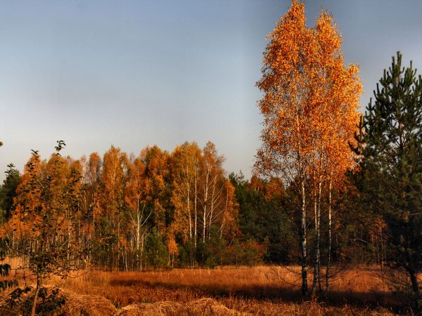 zdjecie Tyniewicze Duże