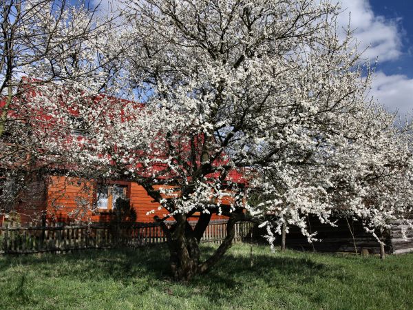 zdjecie Tyniewicze Duże