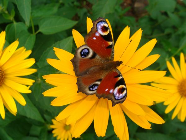 zdjecie Długosiodło